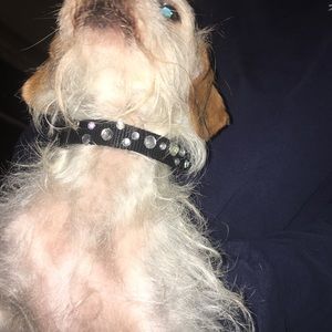 Bedazzled dog collar!